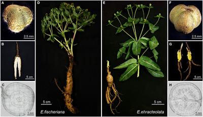 Comparative Transcriptomics and Metabolites Analysis of Two Closely Related Euphorbia Species Reveal Environmental Adaptation Mechanism and Active Ingredients Difference